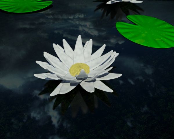 Creation of Waterlily: Final Result